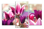 Obraz na plátne Fialové tulipány