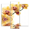 Obraz na plátne Orchideje